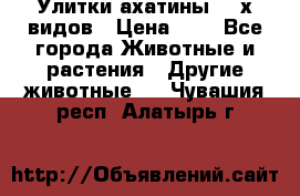 Улитки ахатины  2-х видов › Цена ­ 0 - Все города Животные и растения » Другие животные   . Чувашия респ.,Алатырь г.